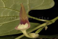 Aristolochia tagala